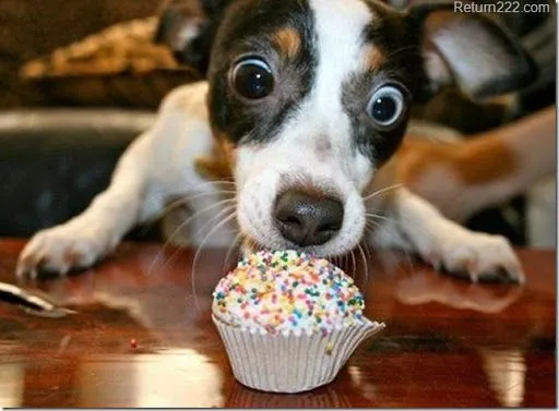 Perro con ganas de dulce... | Animales graciosos | Pinterest