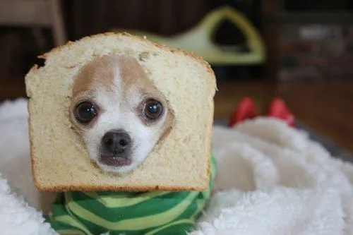 Perro con ganas de pan de molde