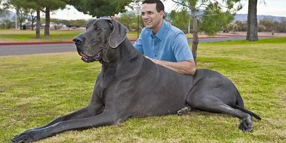 El perro más grande del mundo se llama George, es un dogo alemán y ...