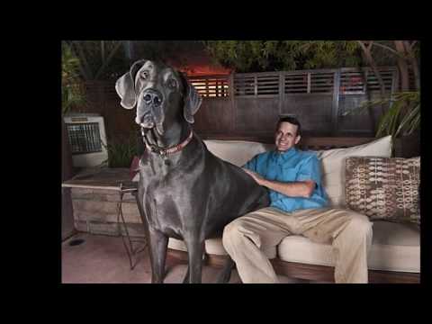 El Perro más Grande del Mundo , The Greatest Dog World - YouTube