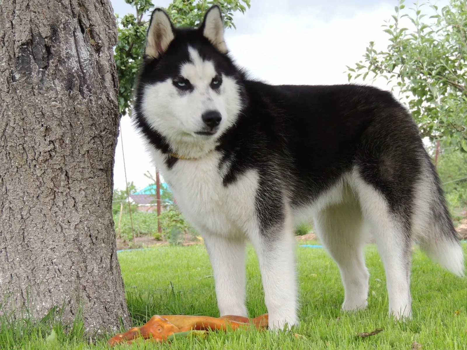 Perro husky siberiano ~ Mejores Fotos del Mundo | Fotografías de ... Perro husky siberiano ~ Mejores Fotos del Mundo | Fotografías de ...