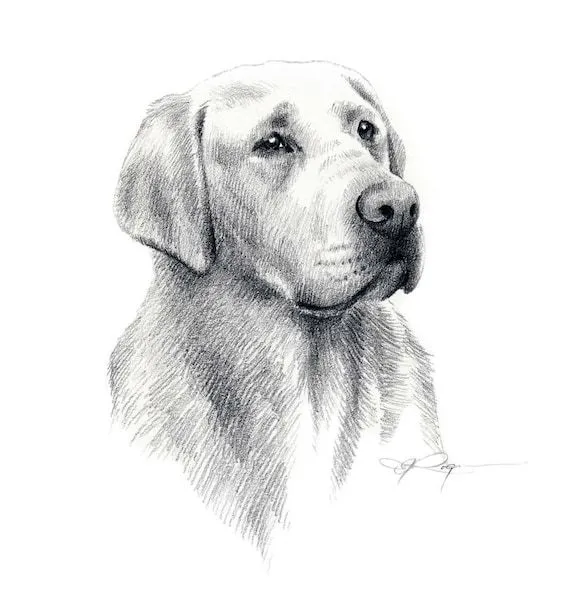 LABRADOR RETRIEVER Dog Pencil Drawing Art Print por k9artgallery