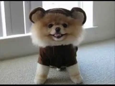 El perro mas lindo del mundo BOO - YouTube