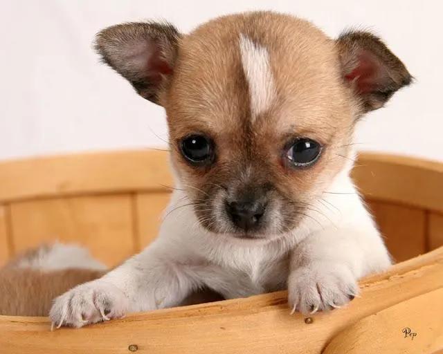 EL PERRO MAS... DEL MUNDO: EL PERRO MAS BONITO DEL MUNDO EL PERRO MAS... DEL MUNDO: EL PERRO MAS BONITO DEL MUNDO