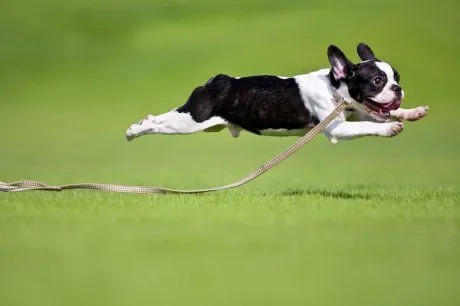Perro mascota: como correr con tu perro | ActitudFEM