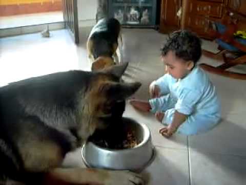 Perro pastor aleman y niño disputan un plato de comida? - YouTube