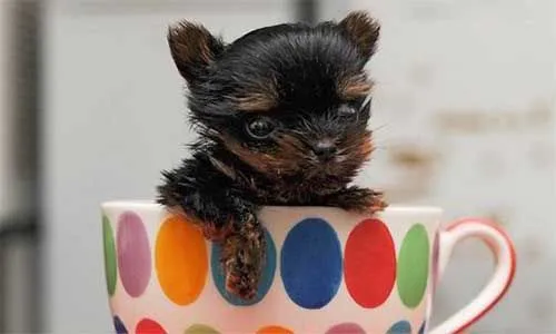 El perro más pequeño del mundo | Diario Animales