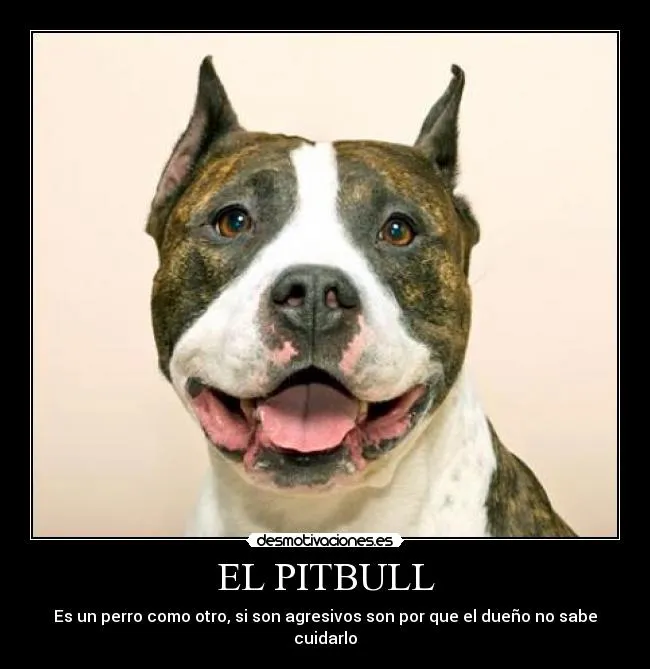 Imagenes de perro pitbull con frases - Imagui