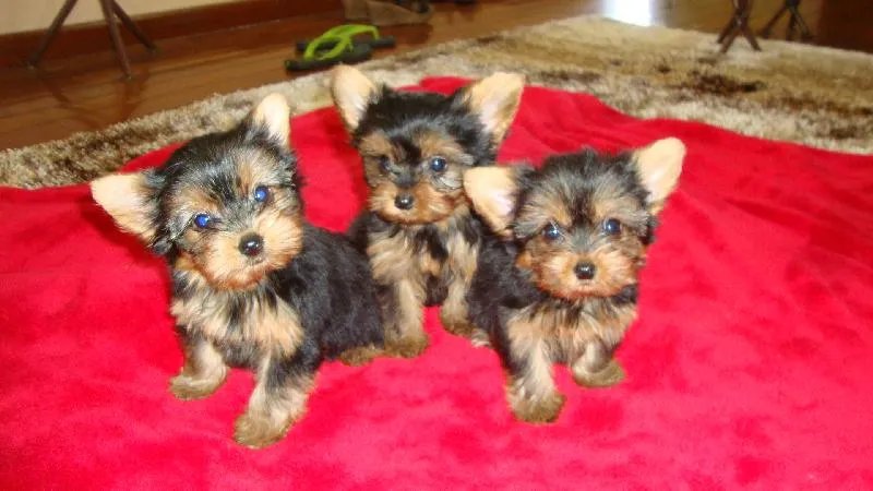 Perros en adopcion pequeños - Imagui