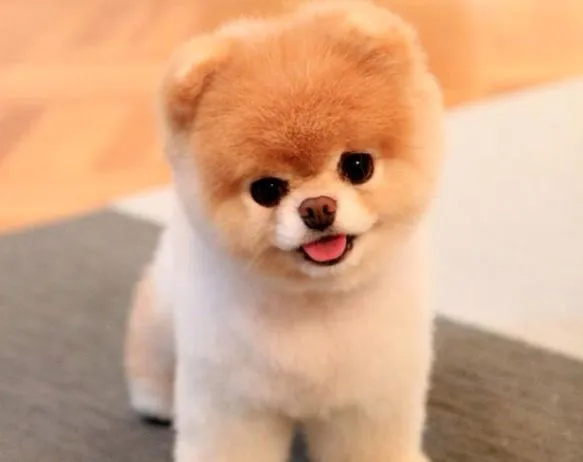 El perros más bonito del mundo on Pinterest | Fans and Html
