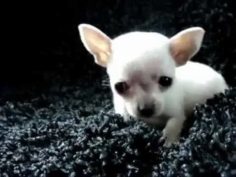 los perros mas bonitos del mundo, Micro Chihuahua - YouTube