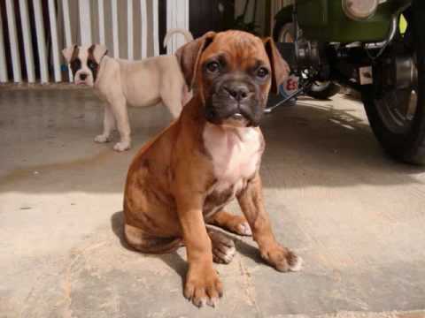 Boxer cachorro cafe - Imagui