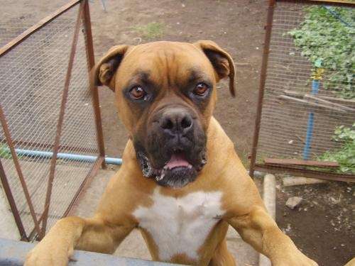 Fotos de vendo perros boxer bayos - Concepción - Animales / Mascotas