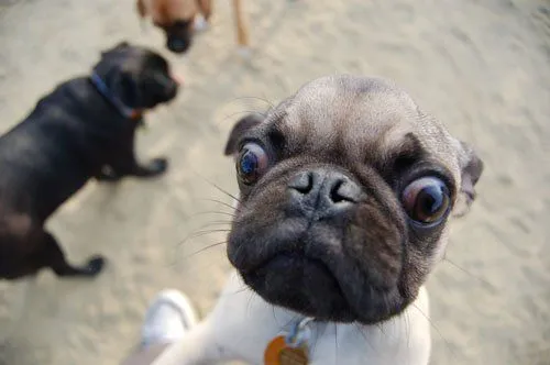 Por qué los perros Carlinos tienen los ojos tan grandes ...