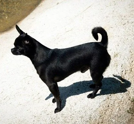 Perros chihuahua negros - Imagui