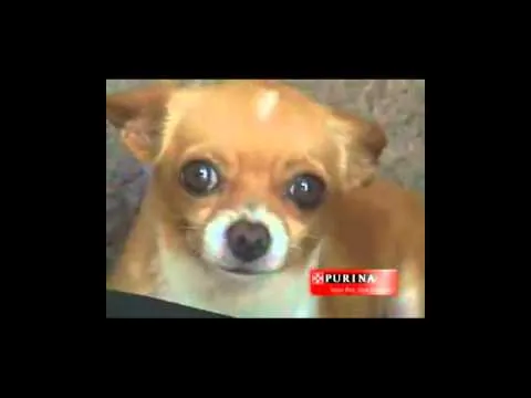 Perros Chihuahua Pequeños de Bolsillo Videos De Chihuahua Razas de ...