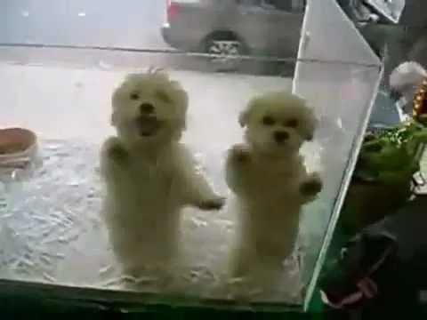 perros chistosos, bailando merengue - YouTube