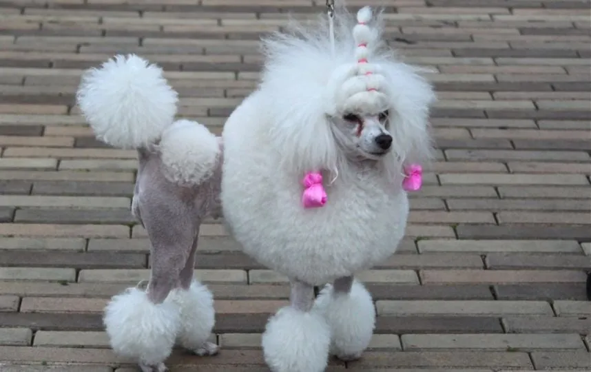Perros con el corte de pelo más horrible y feo del mundo