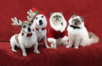 Perros con cuernos de Reno Navidad
