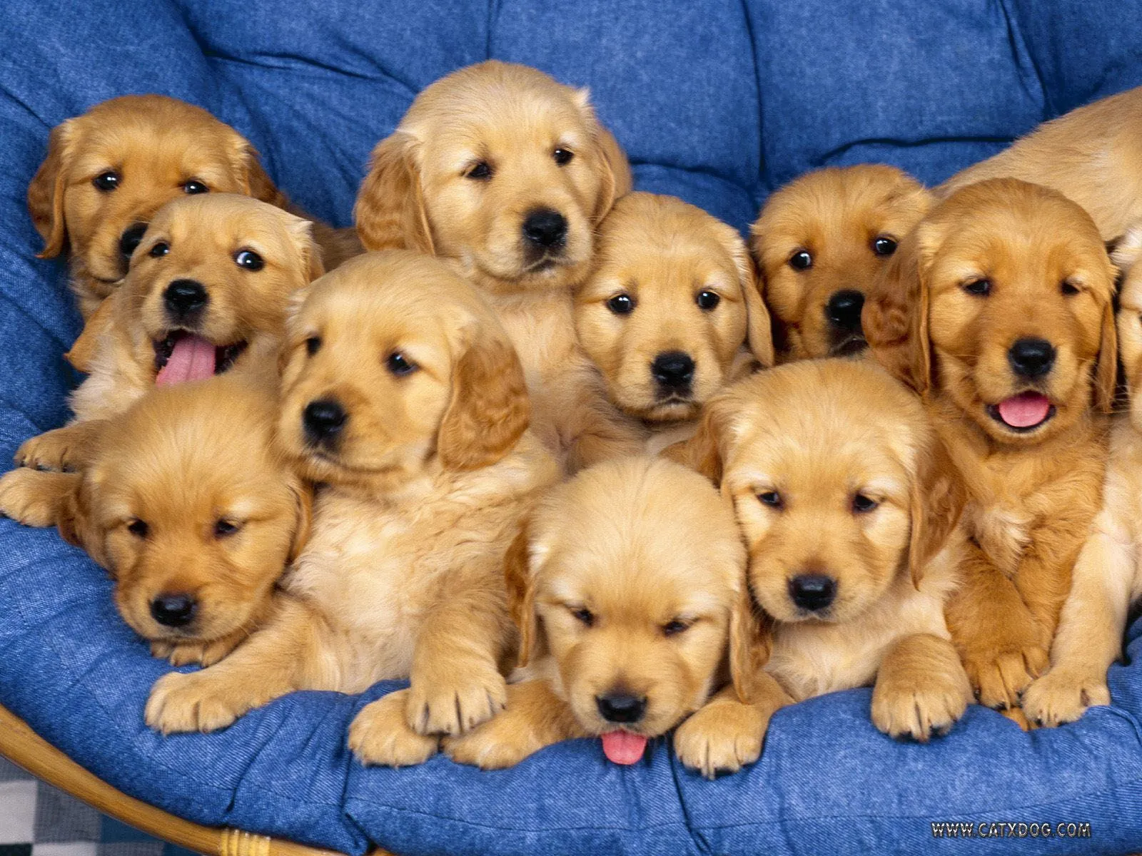 Los Perros Mas Feos y Lindos Del Mundo - nocturnar.com Los Perros Mas Feos y Lindos Del Mundo - nocturnar.com