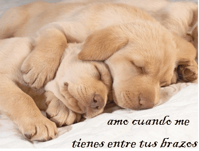 Imagenes de perritos tiernos bebés con frases - Imagui