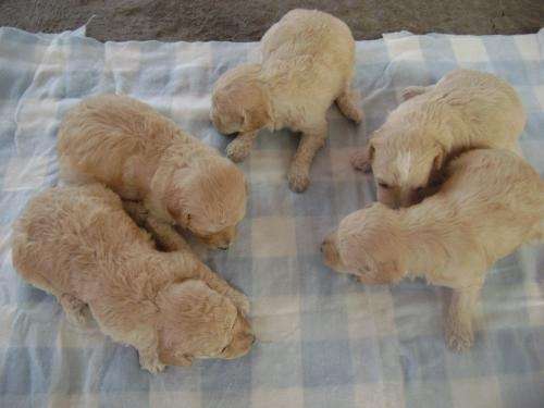 Imagenes de perros french cachorro - Imagui Imagenes de perros french cachorro - Imagui