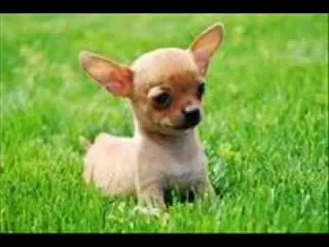 perros grasiosos y muy pequeños - YouTube