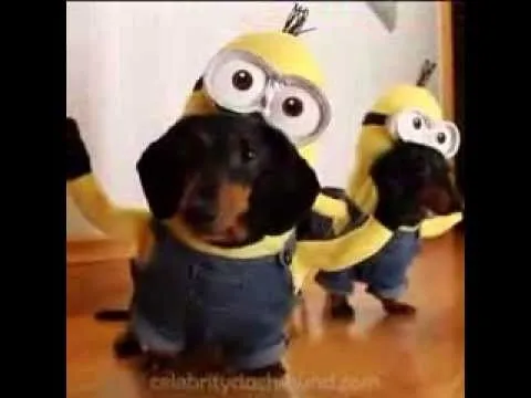 Perros jugando disfrazados de Minions - YouTube