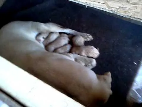Perros labradores recién nacidos - YouTube