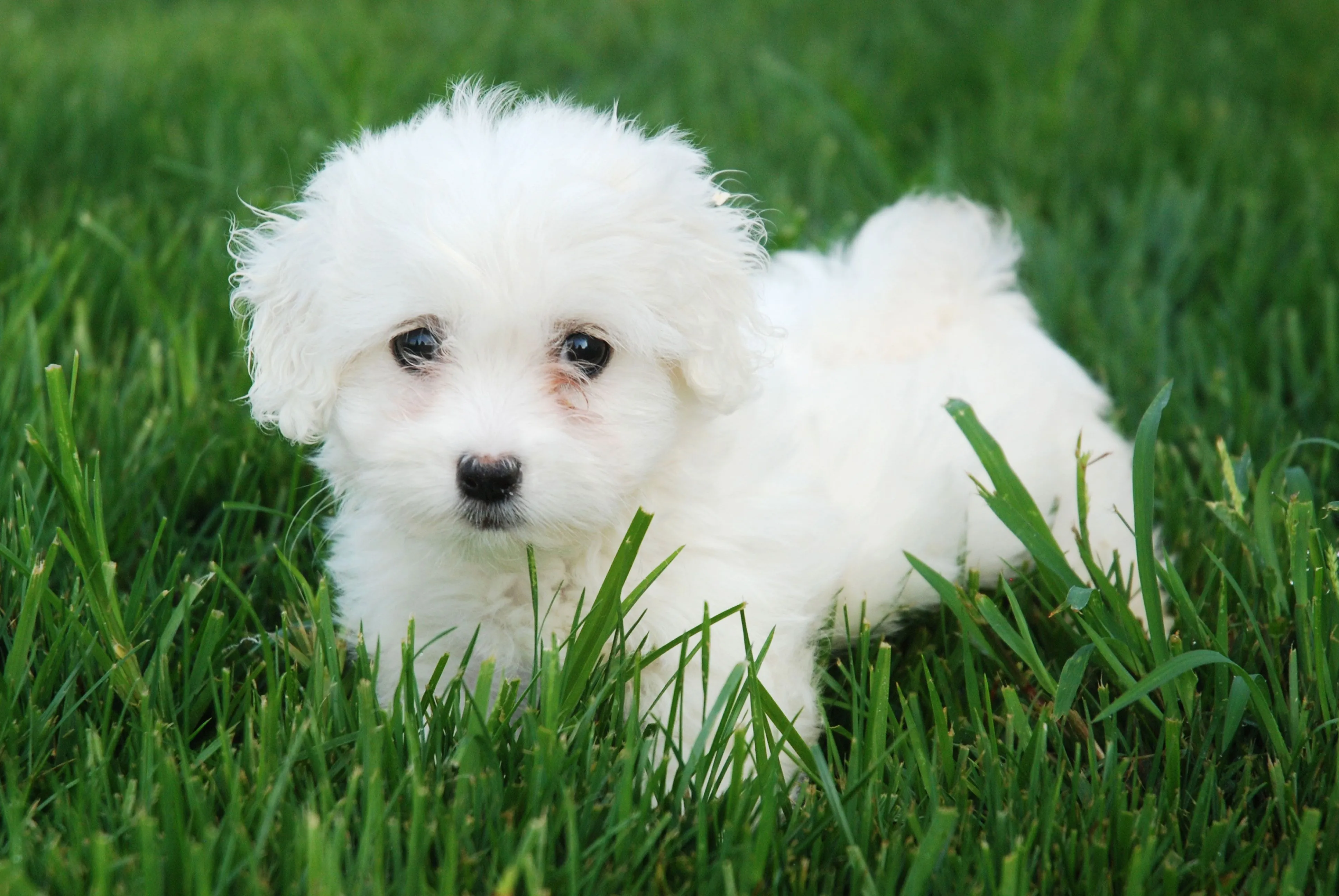 ... LOS PERROS MAS LINDOS DEL MUNDO COMENTEN QUE ES GRATIS GRACIAS ... LOS PERROS MAS LINDOS DEL MUNDO COMENTEN QUE ES GRATIS GRACIAS
