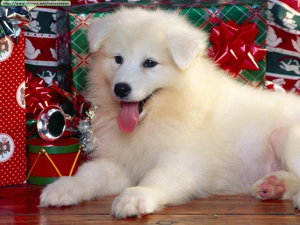 los perros y gatos mas hermosos del mundo - Taringa! los perros y gatos mas hermosos del mundo - Taringa!