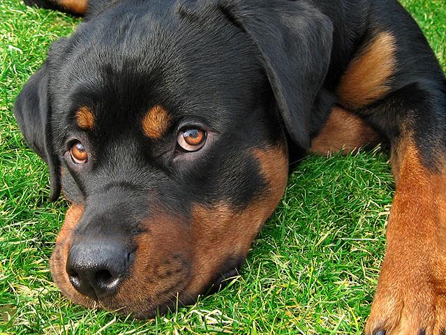 Los perros mas lindos del mundo Ahora se ven las fotos - Taringa! Los perros mas lindos del mundo Ahora se ven las fotos - Taringa!