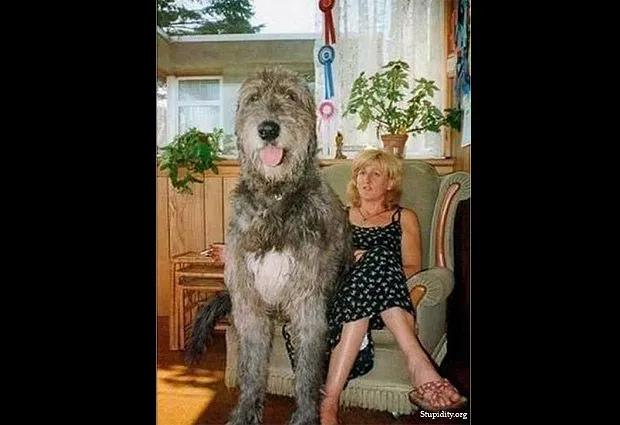 Los perros más grandes del mundo: 10 fotos de estos "gigantes ...