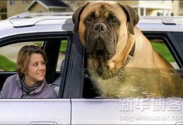 Los perros más grandes del mundo (Imágenes) ¿en verdad son reales ...