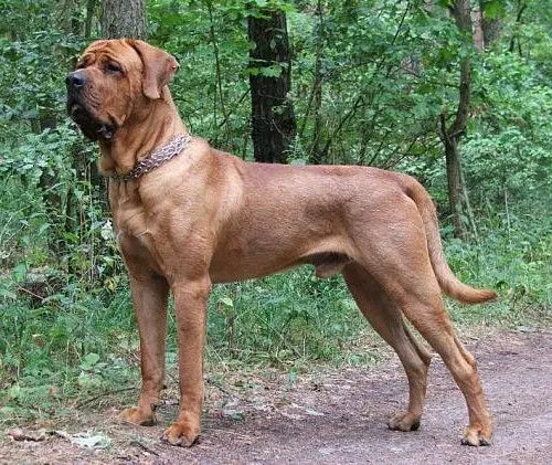 Los perros más grandes del mundo - Mi Perro Es Único