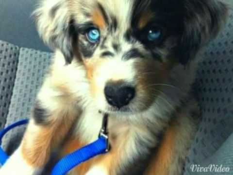 Perros con ojos azules y verdes - YouTube
