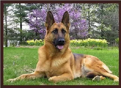 Perros Pastores en Pinterest | Bélgica Malinois, Cachorros De ... Perros Pastores en Pinterest | Bélgica Malinois, Cachorros De ...