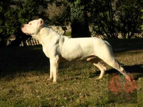 Perros pitbull chingones - Imagui