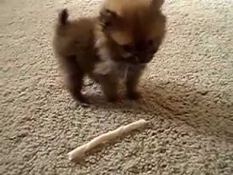 los perros mas pequeños del mundo, perro enano - YouTube