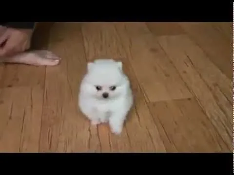 los perros mas pequeños del mundo, Pomeranian - YouTube