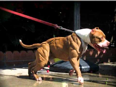 Perros pit bull. - YouTube