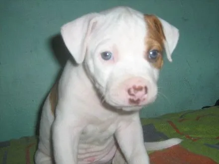Cachorro pitbull blanco - Imagui