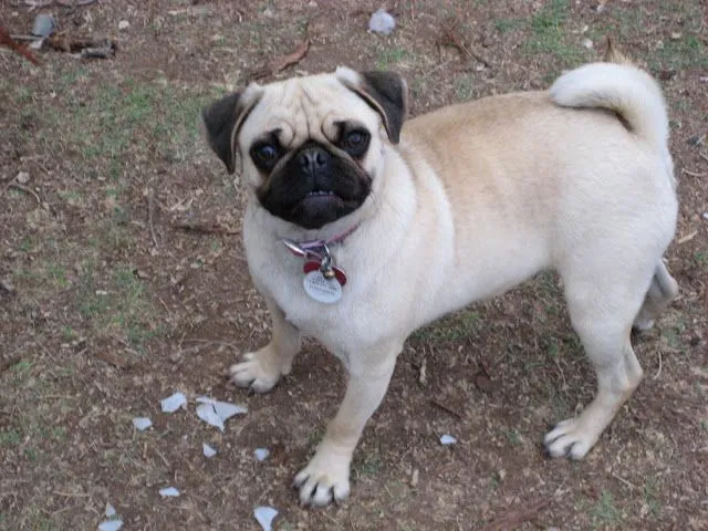 Perros Pugs - Hermosos Cachorros y Adultos Pugs | Fotos e Imágenes ... Perros Pugs - Hermosos Cachorros y Adultos Pugs | Fotos e Imágenes ...