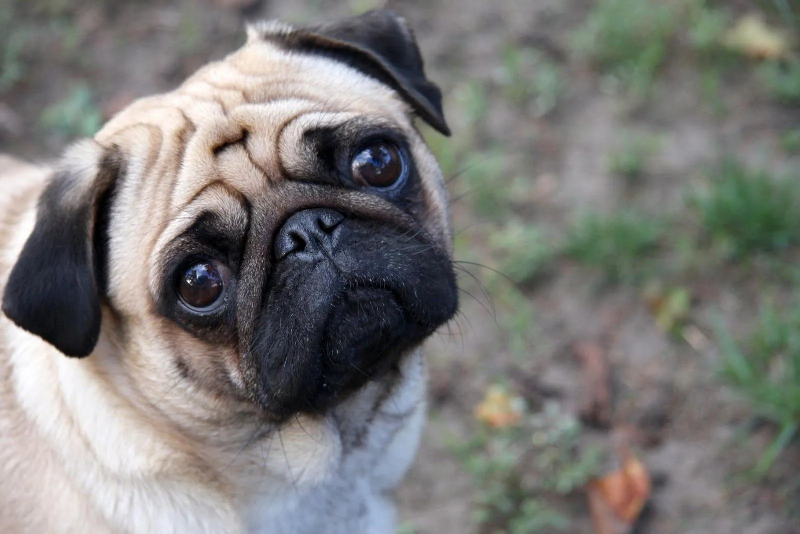 Fotos de Perros Pugs y Puglets