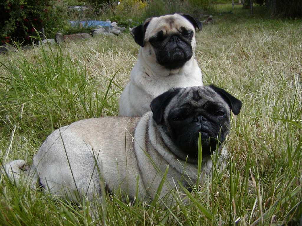 Perros Pugs - Hermosos Cachorros y Adultos Pugs | Fotos e Imágenes ...