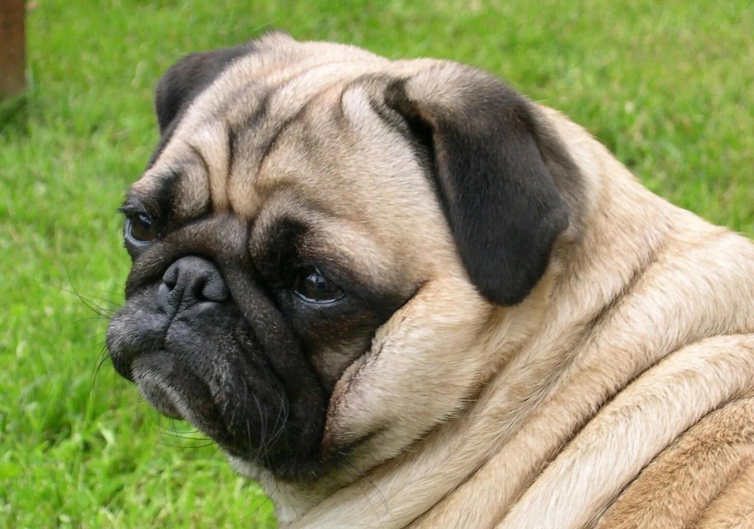 Perros Pugs - Hermosos Cachorros y Adultos Pugs | Fotos e Imágenes ...