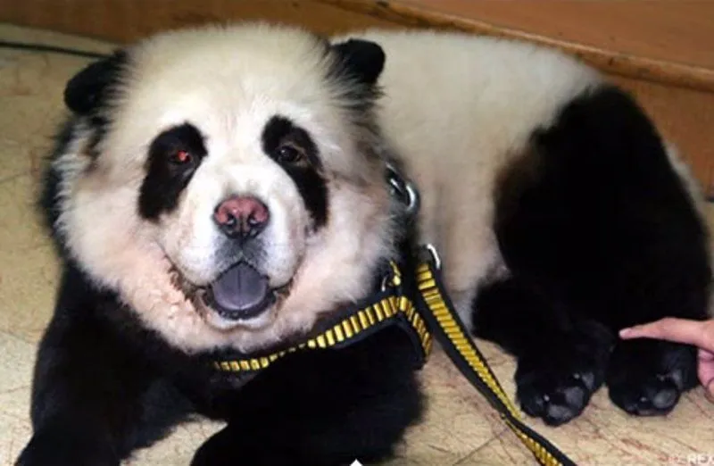 Perros "panda", la nueva moda en China