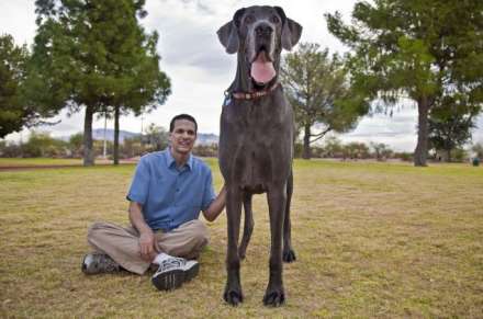 Giant George, el perro más grande del mundo - principal