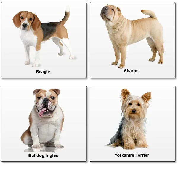 Perros de diferentes razas con su nombre - Imagui