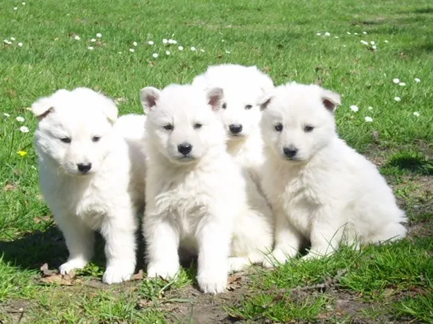 es sobre perros: Razas de perros: Pastor blanco suizo (pastor ...
